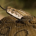 Russell Crooks Photo 9