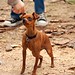 Jean Canine Photo 16