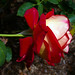 Rose O'Donnell Photo 14