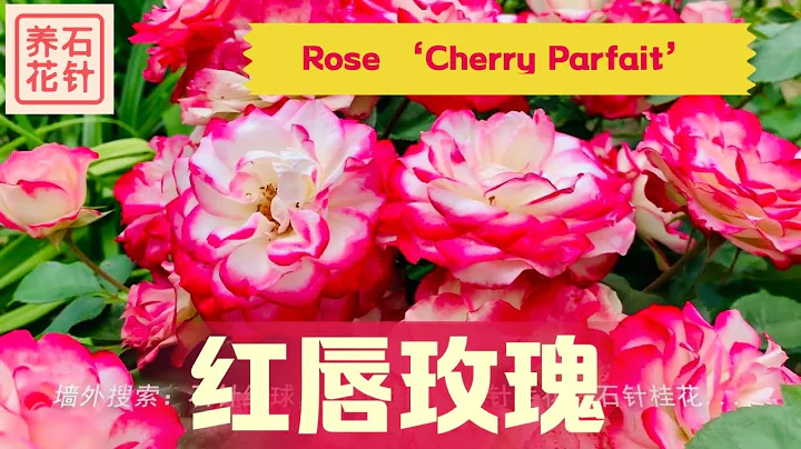 Rose Cherry Photo 33