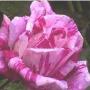 Traci Cooley Photo 22