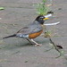 Robin Roach Photo 39