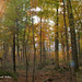 Autumn Williams Photo 43