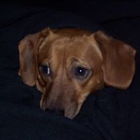 Laurie Maurer Photo 2