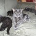 Mattie Foster Photo 20