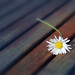 Daisy Sun Photo 29