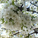 Cherry Flowers Photo 18