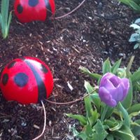 Joyce Schmidt Photo 5