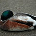 Cheryl Herron Photo 26