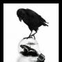 Nadine Crow Photo 4