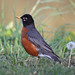 Robin Meadows Photo 46