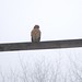 Mary Hawk Photo 36