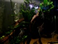 Fern Silvers Photo 3
