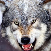Danny Wolf Photo 5